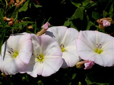 Convolvulus arvensis flowers close up, Campo de Calatrava, Spain