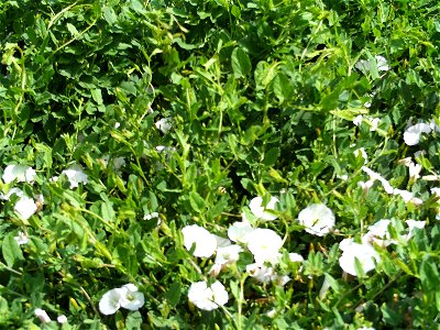 Convolvulus arvensis Habitus Puertollano, Spain, May, 23, 2008 photo