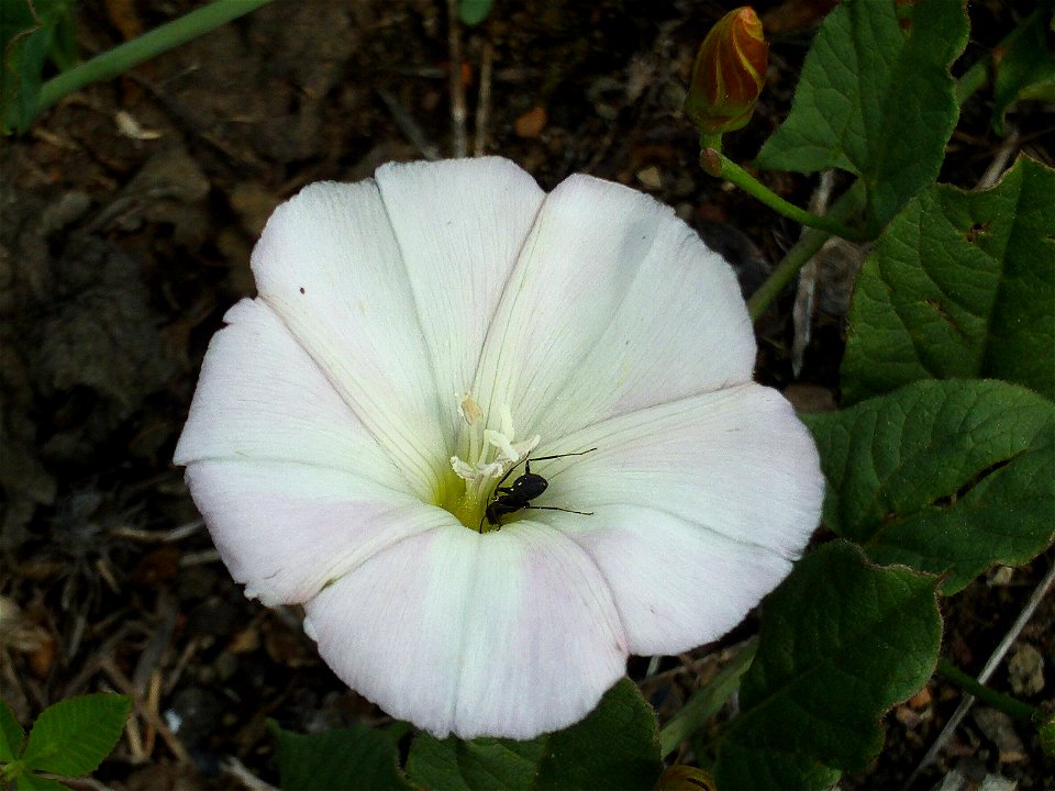 Convolvulus arvensis Flower Closeup Puertollano, Spain, May, 23, 2008