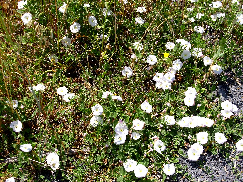 Convolvulus arvensis habit, Campo de Calatrava, Spain