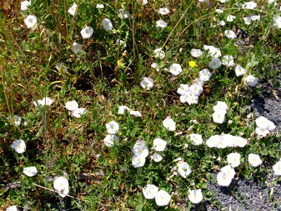 Convolvulus arvensis habit, Campo de Calatrava, Spain