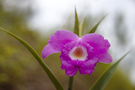 Tropical orchid exotic photo