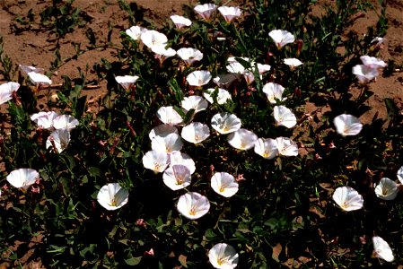 Image title: Flowering plants morning glory - Lesser bindweed Image from Public domain images website, http://www.public-domain-image.com/full-image/flora-plants-public-domain-images-pictures/flowers- photo