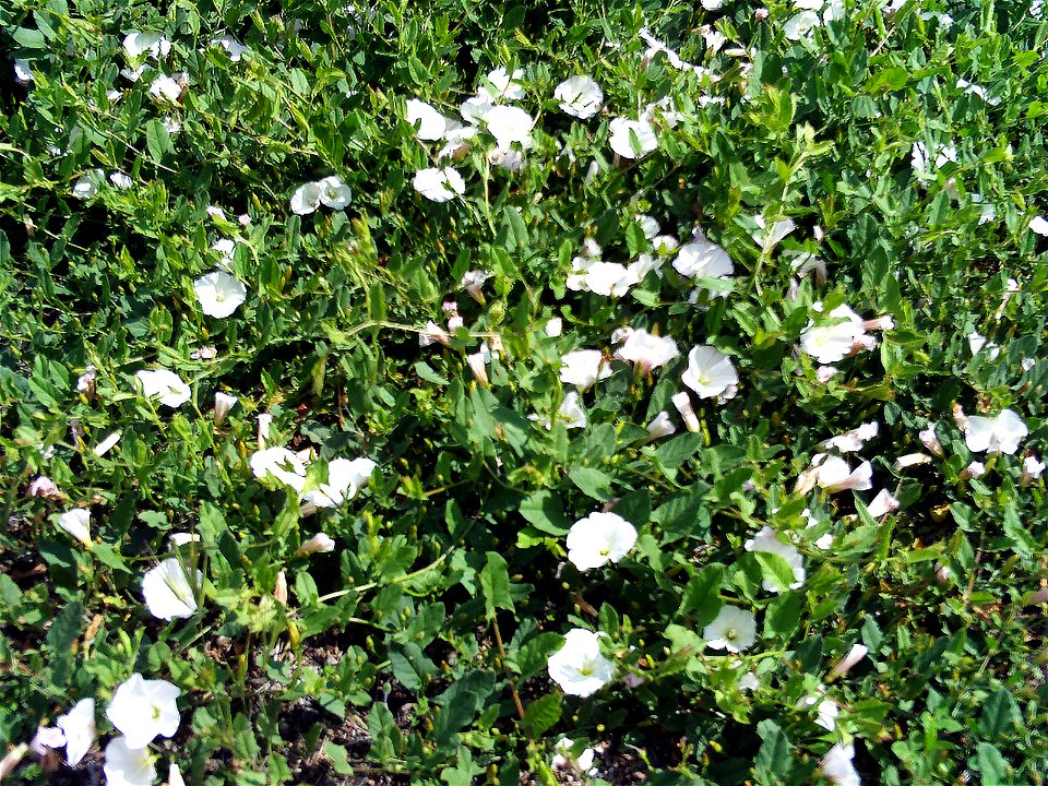 Convolvulus arvensis Habitus  Puertollano, Spain, May, 23, 2008