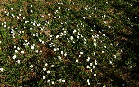 Convolvulus arvensis flowers in summer, Castelltallat, Catalonia