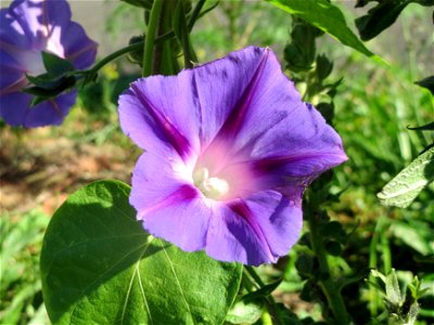 Verwilderte Prunkwinde (Ipomoea purpurea) bei Hockenheim