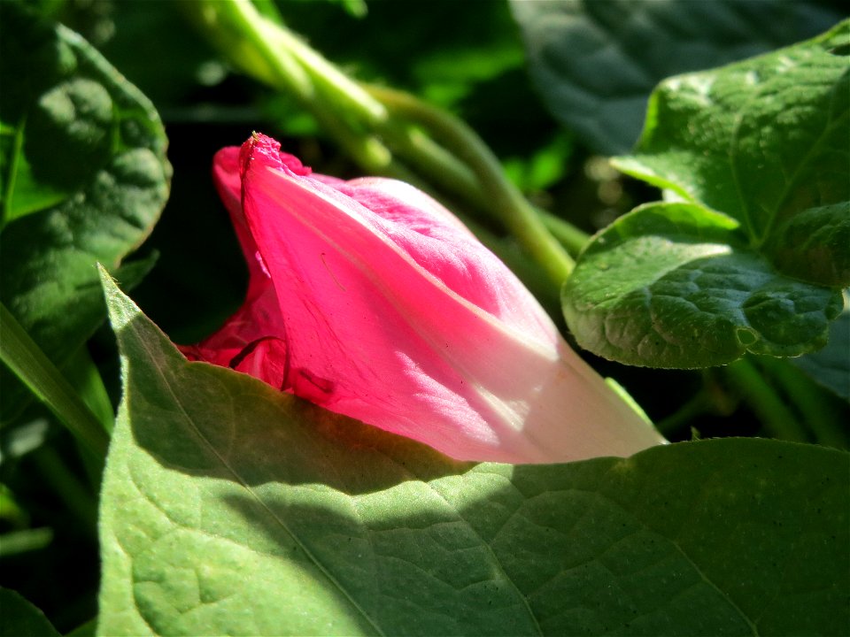 Prunkwinde (Ipomoea purpurea) bei Hockenheim