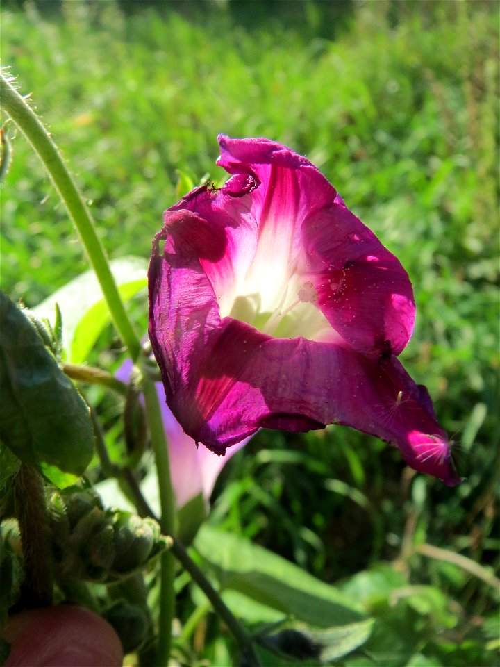 Prunkwinde (Ipomoea purpurea) bei Hockenheim