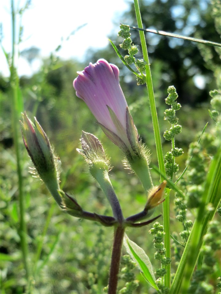 Prunkwinde (Ipomoea purpurea) in einem aufgelassenem Schrebergarten in Hockenheim. Nachdem die Schrebergärten am Kraichbach im Februar/März 2016 einplaniert wurden, hat sich zunächst wieder eine unber