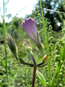 Prunkwinde (Ipomoea purpurea) in einem aufgelassenem Schrebergarten in Hockenheim. Nachdem die Schrebergärten am Kraichbach im Februar/März 2016 einplaniert wurden, hat sich zunächst wieder eine unber