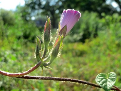 Prunkwinde (Ipomoea purpurea) in einem aufgelassenem Schrebergarten in Hockenheim. Nachdem die Schrebergärten am Kraichbach im Februar/März 2016 einplaniert wurden, hat sich zunächst wieder eine unber