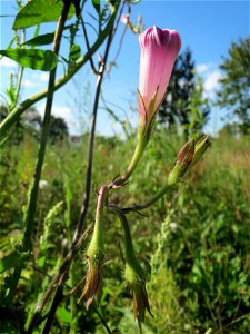 Prunkwinde (Ipomoea purpurea) in einem aufgelassenem Schrebergarten in Hockenheim. Nachdem die Schrebergärten am Kraichbach im Februar/März 2016 einplaniert wurden, hat sich zunächst wieder eine unber