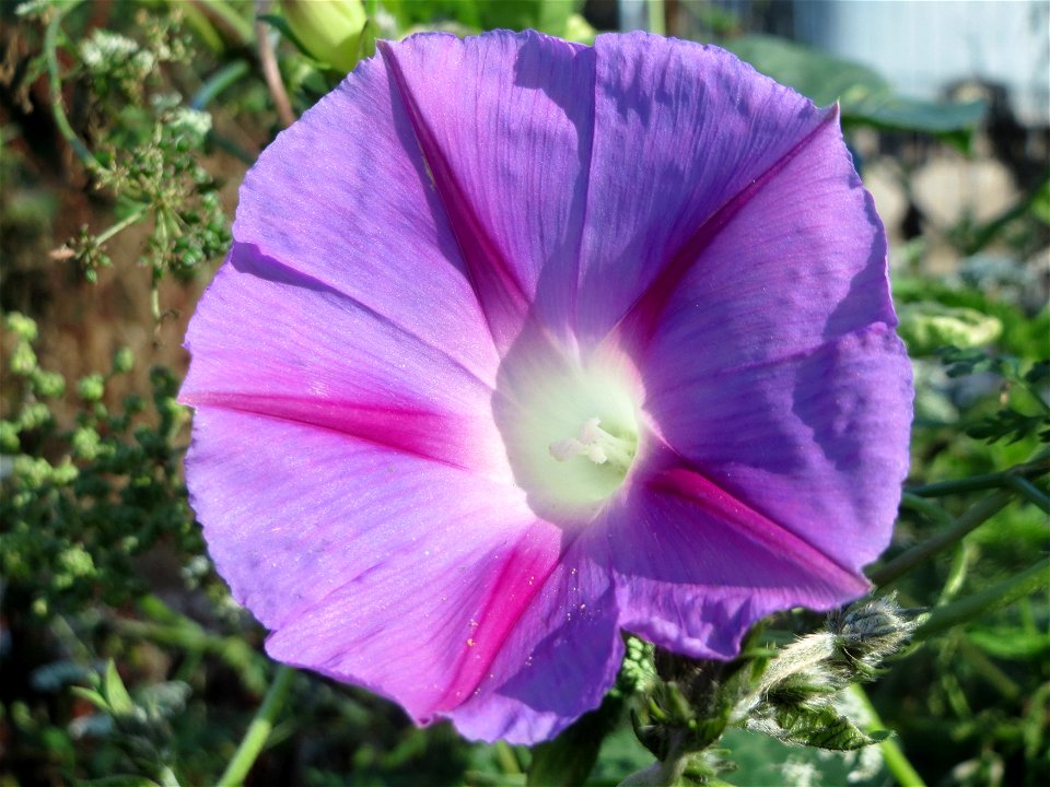 Ausgewilderte Prunkwinde (Ipomoea purpurea) in Hockenheim