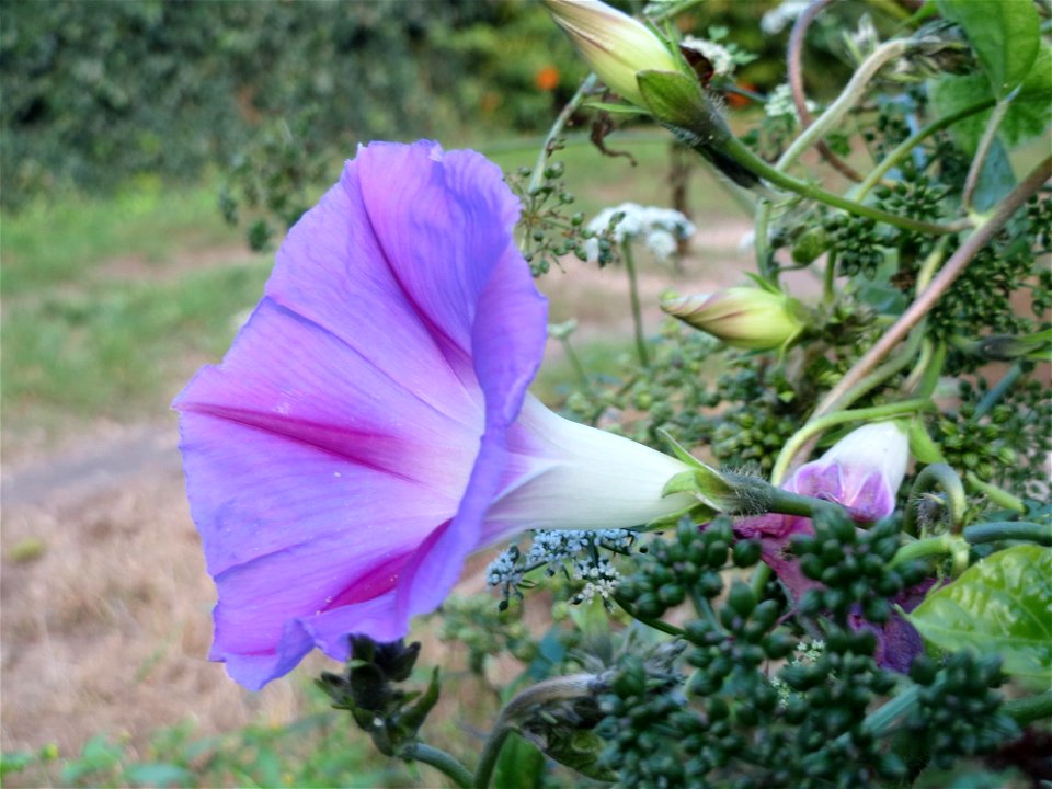 Ausgewilderte Prunkwinde (Ipomoea purpurea) in Hockenheim
