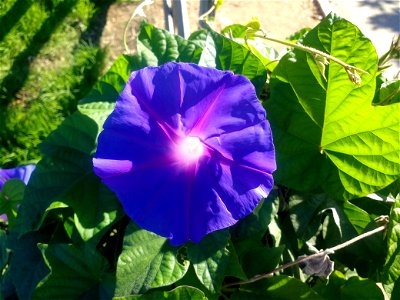 Photo d'une fleur bleue dont la teinte tend vers le blanc au centre, pousse sur une petite plante.