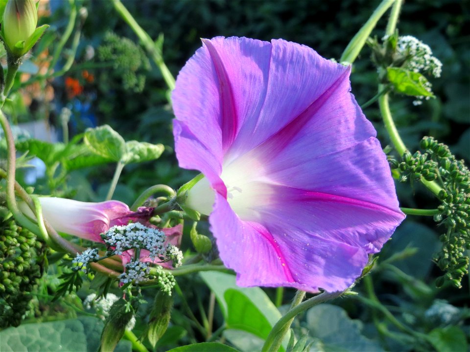 Ausgewilderte Prunkwinde (Ipomoea purpurea) in Hockenheim