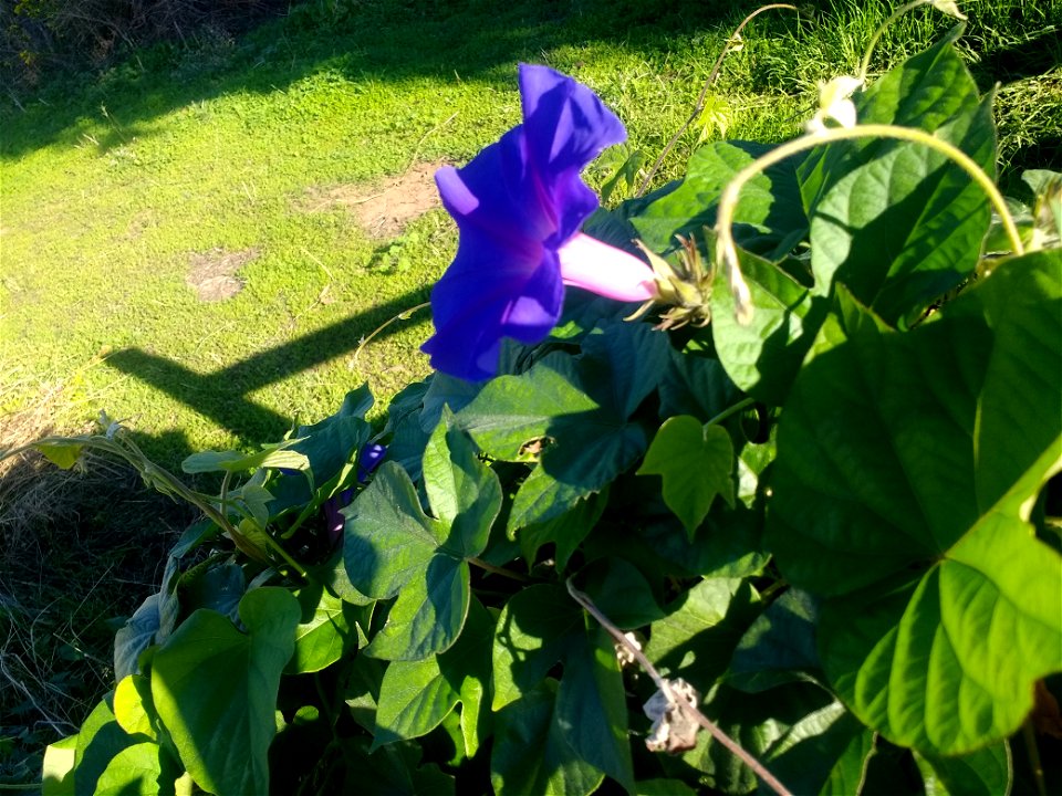 Photo d'une fleur bleue dont la teinte tend vers le blanc au centre, pousse sur une petite plante.