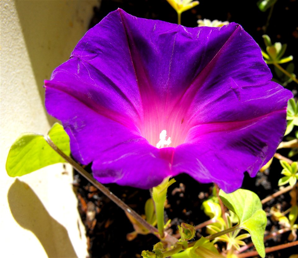 Ipomoea purpurea 'Grandpa Ott' which I grew.