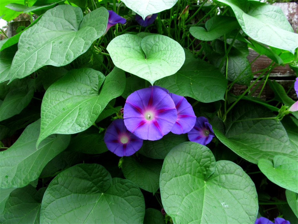 Morning Glory (Ipomoea purpurea) blooming in Pittsburgh