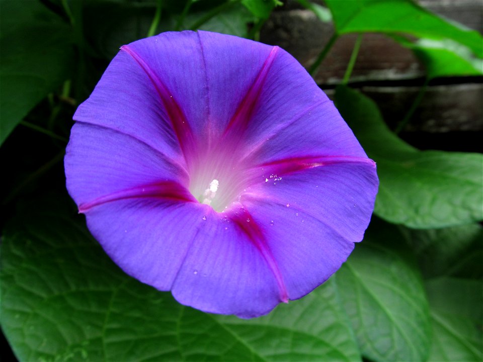 Morning Glory (Ipomoea purpurea) blooming in Pittsburgh