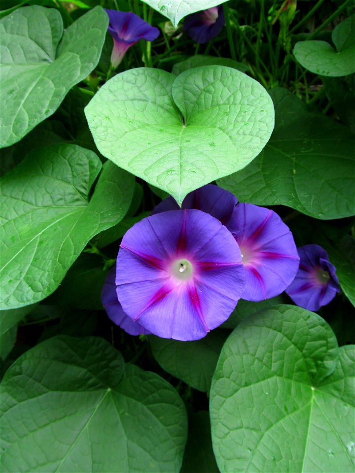 Morning Glory (Ipomoea purpurea) blooming in Pittsburgh
