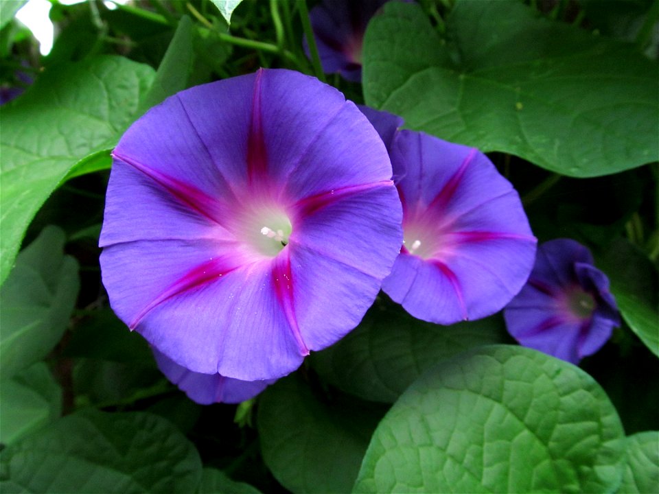 Morning Glory (Ipomoea purpurea) blooming in Pittsburgh