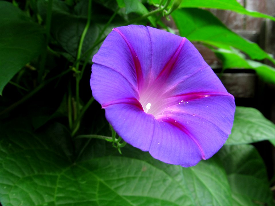 Morning Glory (Ipomoea purpurea) blooming in Pittsburgh