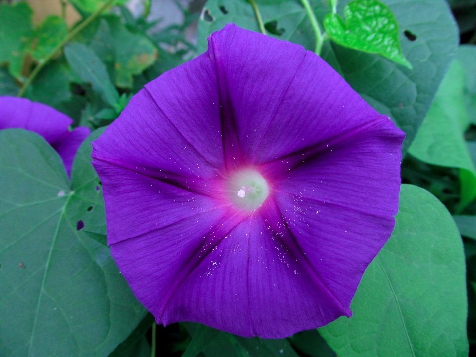 Morning Glory (Ipomoea purpurea) blooming in Pittsburgh