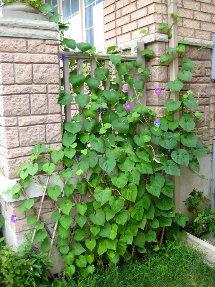 morning glory climbing