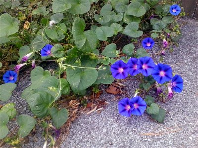 Photo of Morning Glory on the vine taken in Frederick, MD. Most of the vine is climbing up a nearby wall, though this photo shows some of the vine that was on the ground. photo