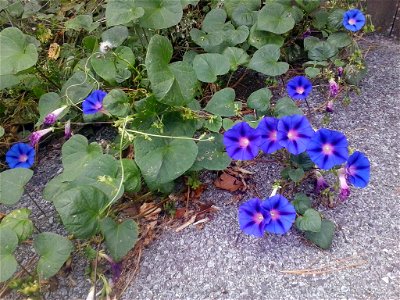 Photo of Morning Glory on the vine taken in Frederick, MD.  Most of the vine is climbing up a nearby wall, though this photo shows some of the vine that was on the ground.