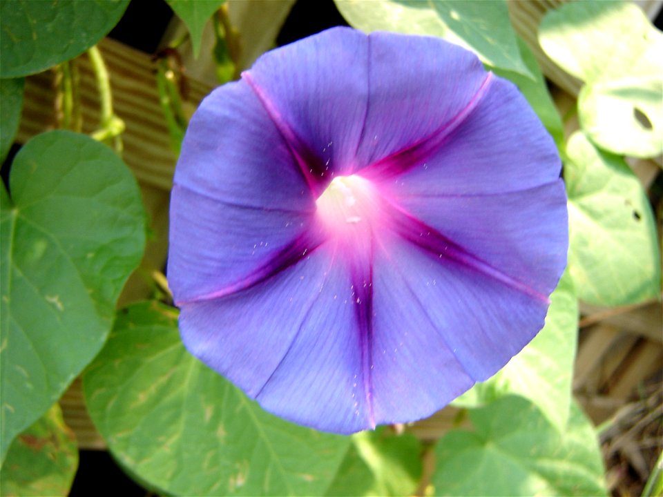 A morning glory blossom.