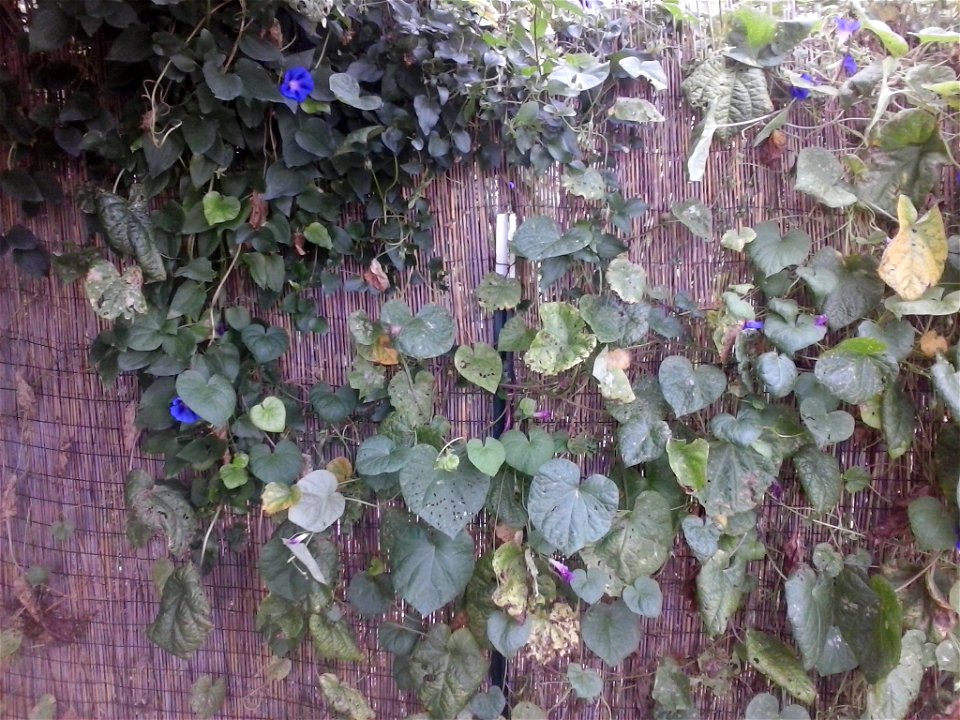 Morning Glory vines climbing over a wall.  Mostly depicts the leaves.