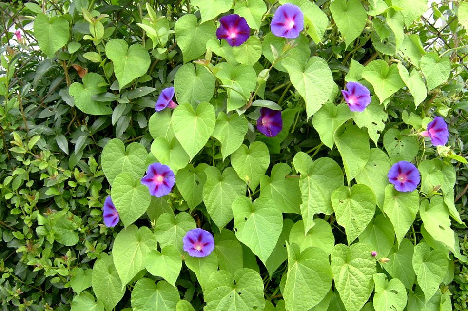 Trichterwinde an einem Gartenzaun in Brandenburg
