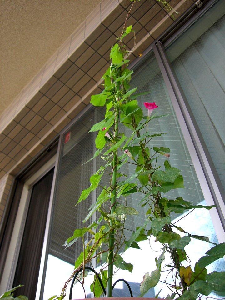 whole of morning-glory in our garden.