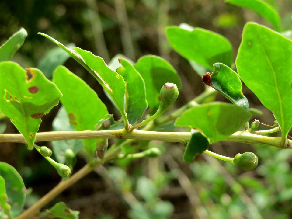 Gemeiner Bocksdorn (Lycium barbarum) an der A66 bei Wiesbaden-Nordenstadt