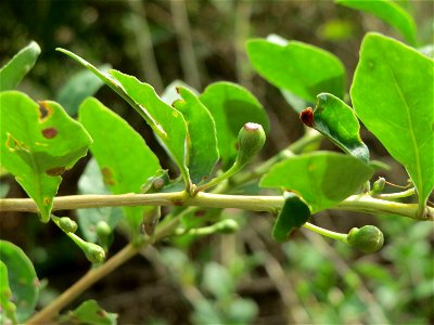 Gemeiner Bocksdorn (Lycium barbarum) an der A66 bei Wiesbaden-Nordenstadt