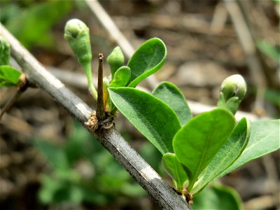 Gemeiner Bocksdorn (Lycium barbarum) an der A66 bei Wiesbaden-Nordenstadt