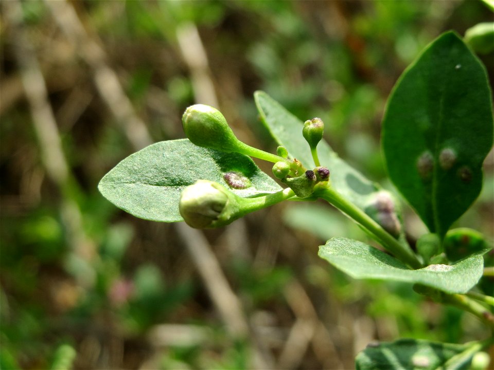 Gemeiner Bocksdorn (Lycium barbarum) an der A66 bei Wiesbaden-Nordenstadt