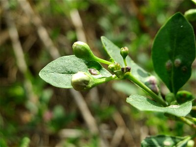 Gemeiner Bocksdorn (Lycium barbarum) an der A66 bei Wiesbaden-Nordenstadt