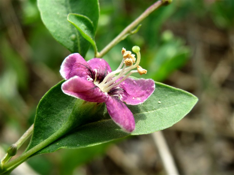 Gemeiner Bocksdorn (Lycium barbarum) an der A66 bei Wiesbaden-Nordenstadt