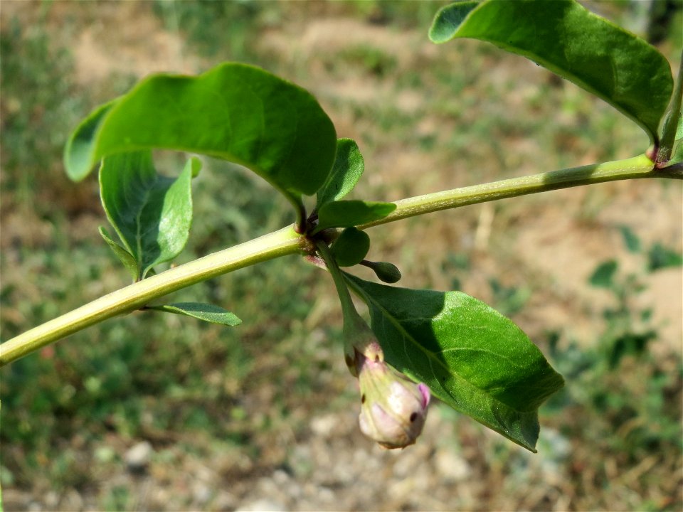 Gemeiner Bocksdorn (Lycium barbarum) an der A6 im Schwetzinger Hardt