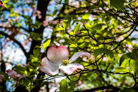 Flower garden spring