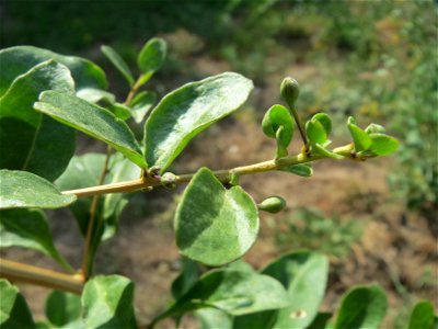 Gemeiner Bocksdorn (Lycium barbarum) an der A6 im Schwetzinger Hardt