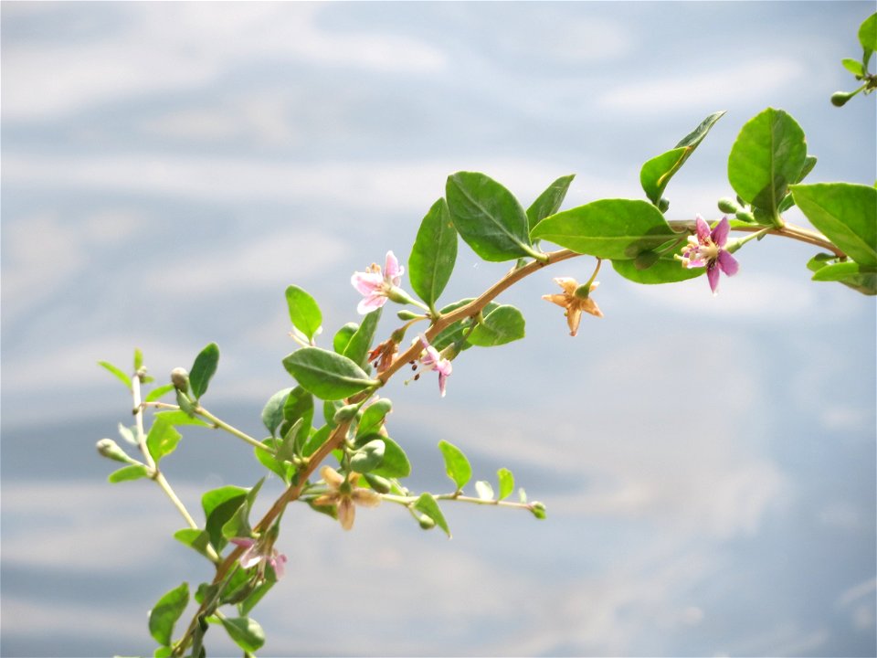 Chinesischer Bocksdorn (Lycium chinense) an der Saar in Saarbrücken