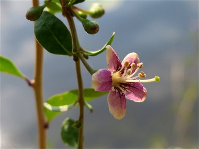 Chinesischer Bocksdorn (Lycium chinense) an der Saar in Saarbrücken