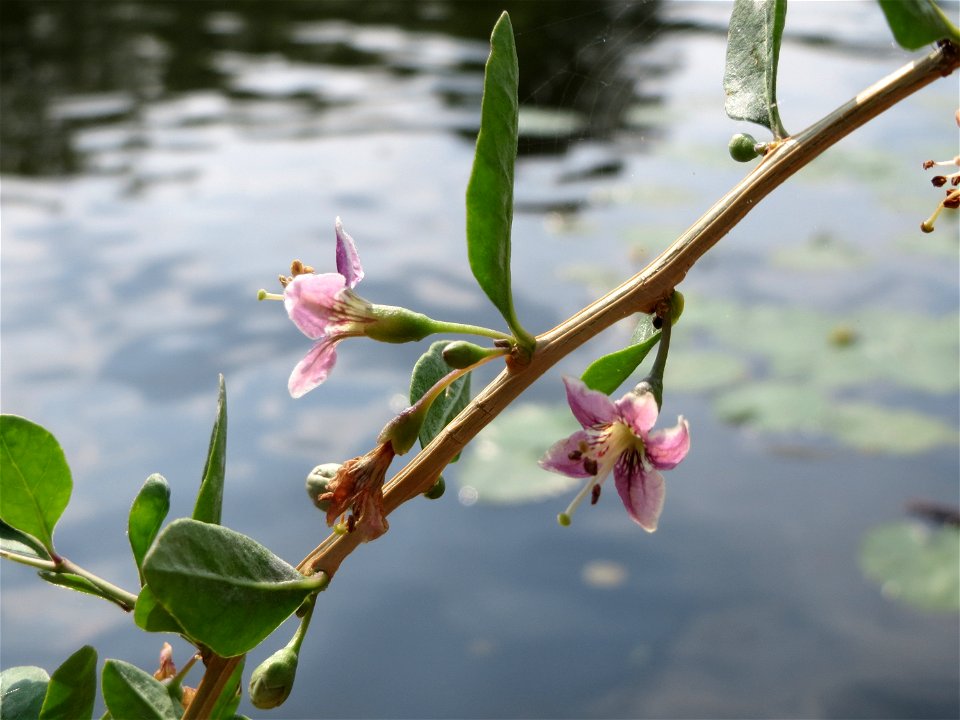 Chinesischer Bocksdorn (Lycium chinense) an der Saar in Saarbrücken