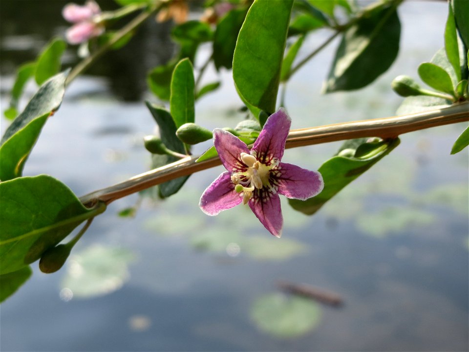 Chinesischer Bocksdorn (Lycium chinense) an der Saar in Saarbrücken