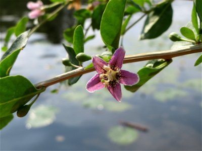 Chinesischer Bocksdorn (Lycium chinense) an der Saar in Saarbrücken