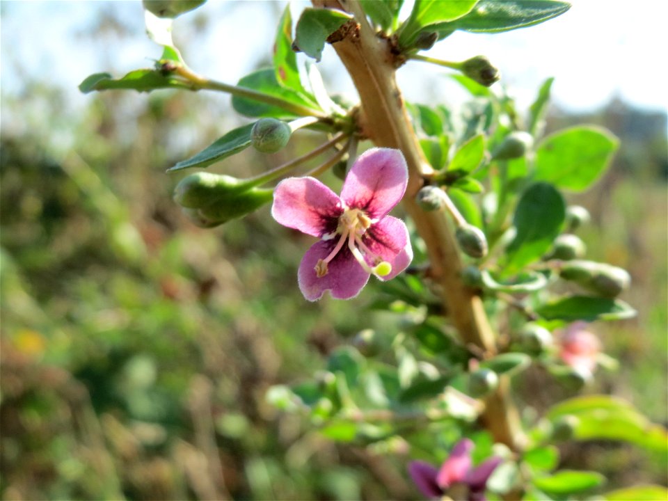 Gemeiner Bocksdorn (Lycium barbarum) bei Hockenheim